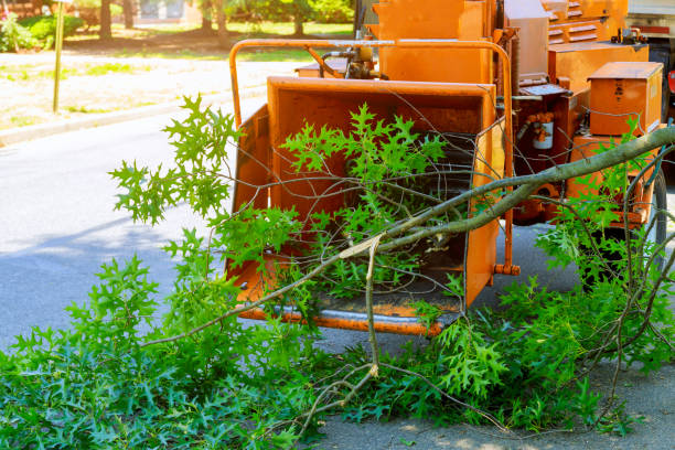 Best Tree Maintenance Programs  in Annapolis Neck, MD