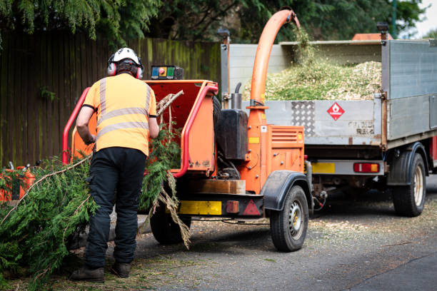 Best Tree Removal  in Annapolis Neck, MD