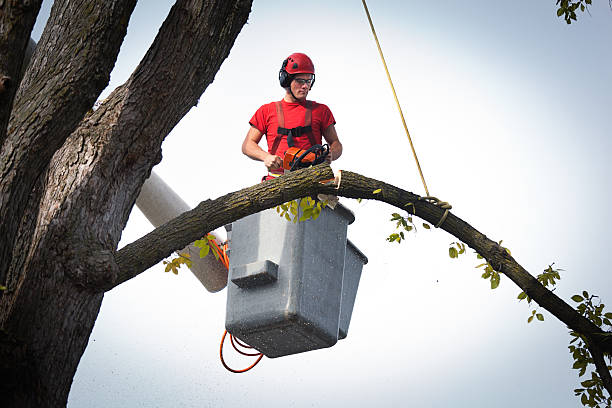 Best Tree Risk Assessment  in Annapolis Neck, MD